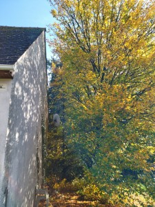 Photo de galerie - élagage