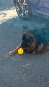 Photo de galerie - Deuxième house sitting pour garder le gentil Letsgo