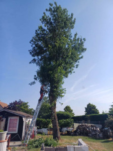 Photo de galerie - Elagage et coupe d'arbres