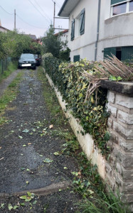 Photo de galerie - Taille de haie 