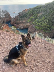 Photo de galerie - Promenade de chiens 