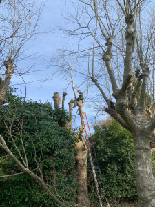 Photo de galerie - Taille d’hiver sur un platane