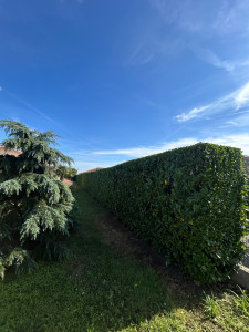 Photo de galerie - Taille de laurier 