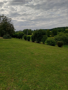 Photo de galerie - Tonte de pelouse et taille d'arbuste 