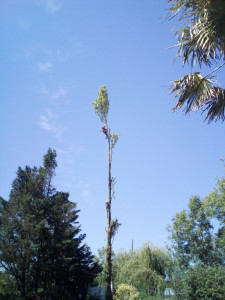 Photo de galerie - Démontage d'un arbre au dessus d'un portail 