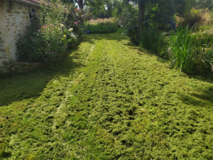 Photo de galerie - Entretien de jardin. destruction nid guêpes et frelons et autres