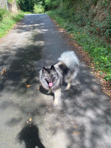 Photo de galerie - Ma chienne Stella