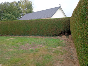 Photo de galerie - Taille de Thuyas 