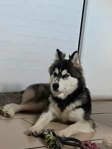 Photo de galerie - Garde d’un Malamute de 7mois