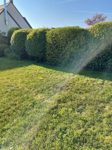 Photo de galerie - Taille de haies et d'arbustes