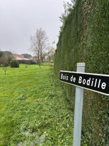 Photo de galerie - Taille de haie 