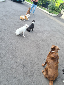 Photo de galerie - Travail d'obéissance sous forme de jeux, c'est la base .