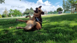Photo de galerie - Garde chien