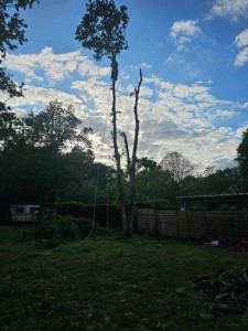 Photo de galerie - Démontage d’un chêne 