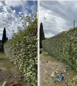Photo de galerie - Avant après Taille d’une haie de éléagnus