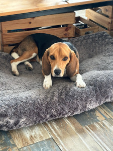 Photo de galerie - Uxie Beagle de 1 ans