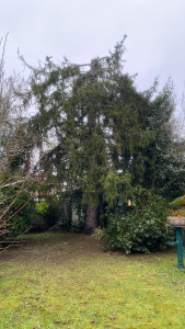 Photo de galerie - Elagage et coupe d'arbres