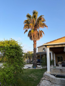 Photo de galerie - Avant abattage