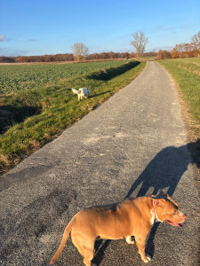 Photo de galerie - Promenade hivernale 