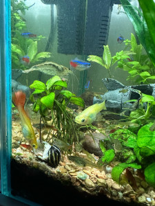 Photo de galerie - Aquarium 