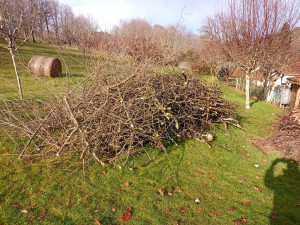 Photo de galerie - Taille de haies et d'arbustes