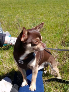 Photo de galerie - Le petit moustique dit le loukoum ^^