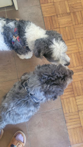 Photo de galerie - Génépi et mon chien. Les deux s'ont entendu très bien. 