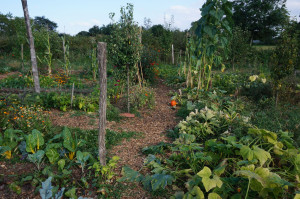 Photo de galerie - Potager en permaculture