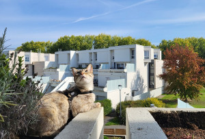 Photo de galerie - Garde d'un chat qui aimait beaucoup prendre l'air sur mon balcon