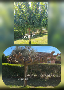 Photo de galerie - Taille mûrier platane 