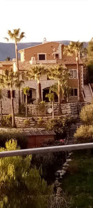 Photo de galerie - Jardin nettoyer et les palmier taillés. interventions rapides et travail minutieux et propre 