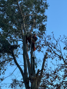 Photo de galerie - Elagage et coupe d'arbres