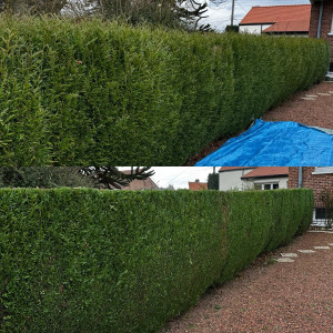 Photo de galerie - Taille de haies et d'arbustes