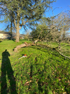 Photo de galerie - Entretien de terrain taille de haie tonte de pelouse élagage et autre !