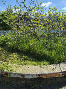 Photo de galerie - Tonte de pelouse - Débroussaillage