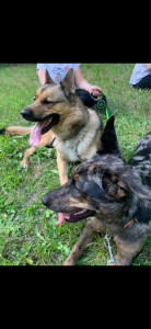 Photo de galerie - Garde chien