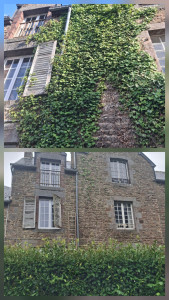 Photo de galerie - Nettoyage du lierre en façade.