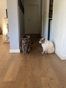Photo de galerie - Garde chat