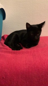 Photo de galerie - Home sitting - Accueil - Gardiennage