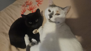 Photo de galerie - Garde animaux 