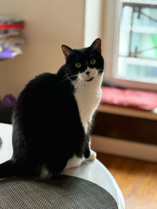 Photo de galerie - Garde chat
