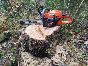 Photo de galerie - Arbre abattu 