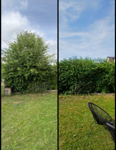 Photo de galerie - Taille de haies et d'arbustes