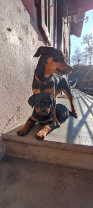 Photo de galerie - Garde chien