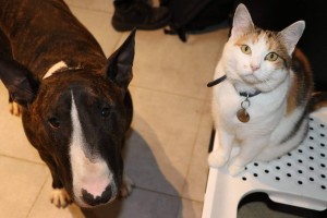 Photo de galerie - Mon chien et mon chat que je possède actuellement