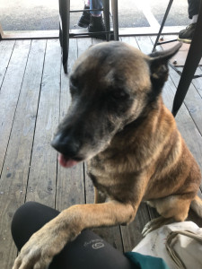 Photo de galerie - Garde de chien effectuée cet été 