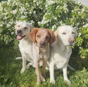 Photo de galerie - Épagneul breton