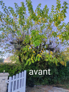 Photo de galerie - Avant la coupe des branches 