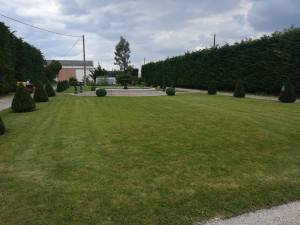 Photo de galerie - Tonte et taille de petit buis 