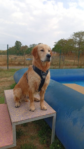 Photo de galerie - Garde chien